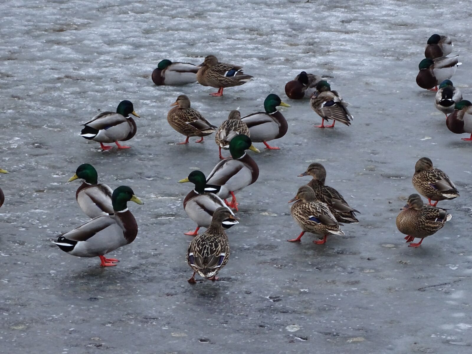 Sony Cyber-shot DSC-HX400V sample photo. Duck, ducks, mallard duck photography