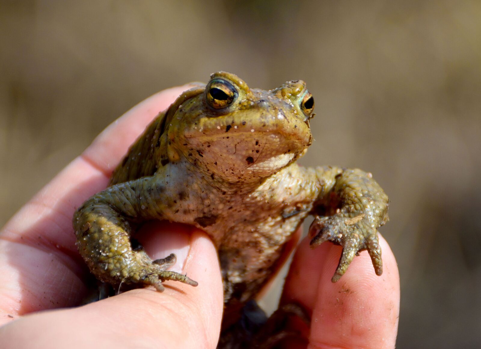 Nikon D3300 sample photo. Toad, green, eyes photography