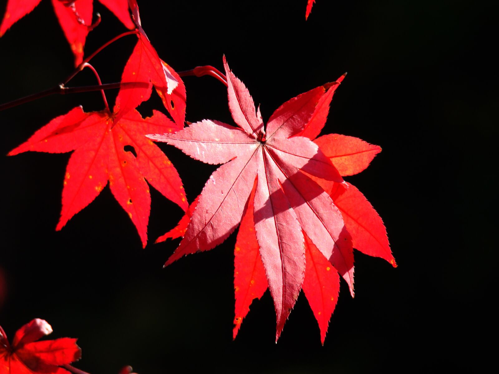 Sony Cyber-shot DSC-H50 sample photo. Autumn, autumn leaves, nature photography