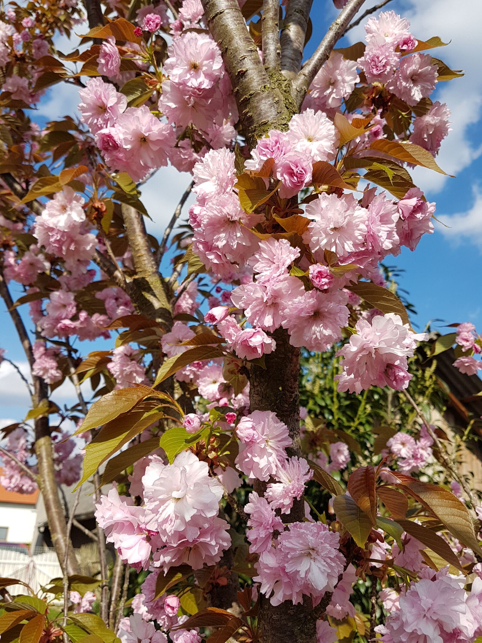 Samsung Galaxy S7 sample photo. Japan cherry, spring, beauty photography