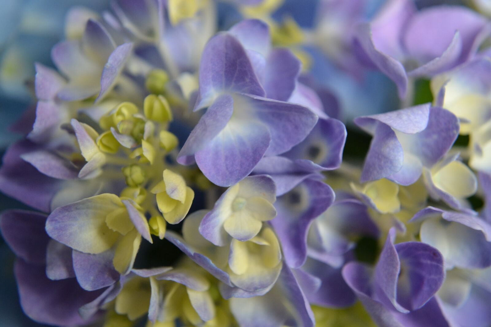 Nikon D3100 sample photo. Hydrangea, purple, flower photography