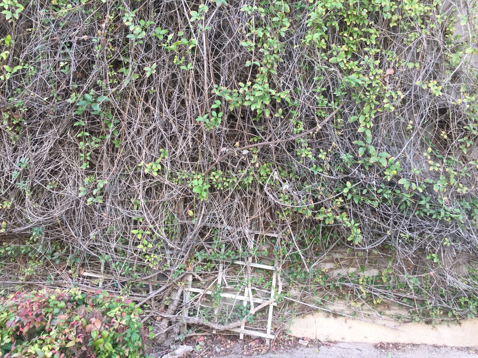 iPhone 6 back camera 4.15mm f/2.2 sample photo. Fence, vine, nature photography