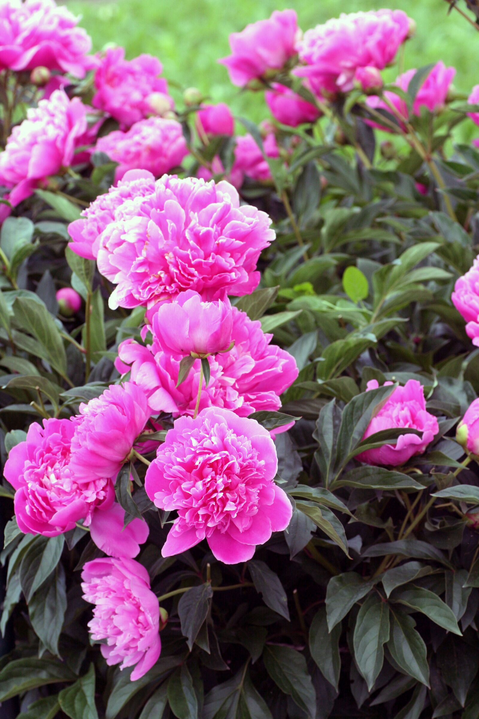 Canon EOS 350D (EOS Digital Rebel XT / EOS Kiss Digital N) sample photo. Massif, peonies, flower photography