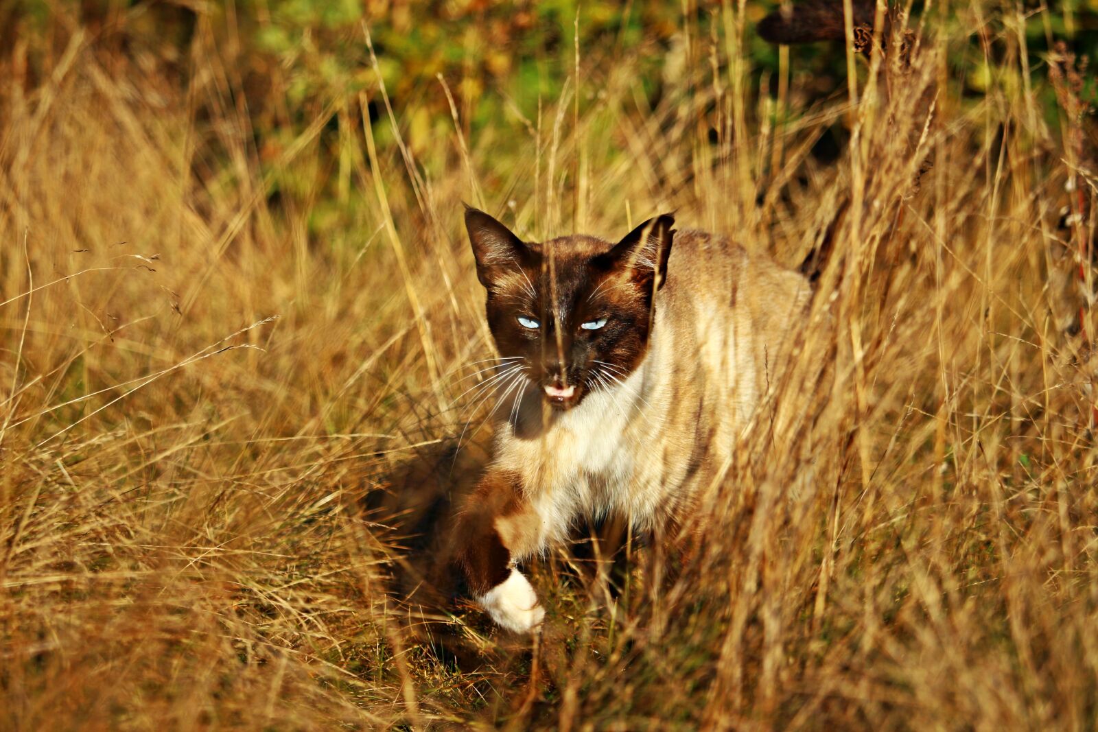 Canon EOS 100D (EOS Rebel SL1 / EOS Kiss X7) sample photo. Cat, mieze, siam photography