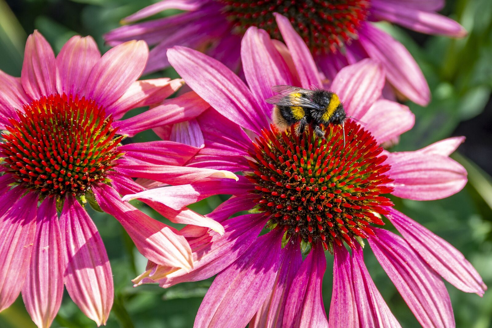 Nikon D7200 sample photo. Flower, bee, insect photography