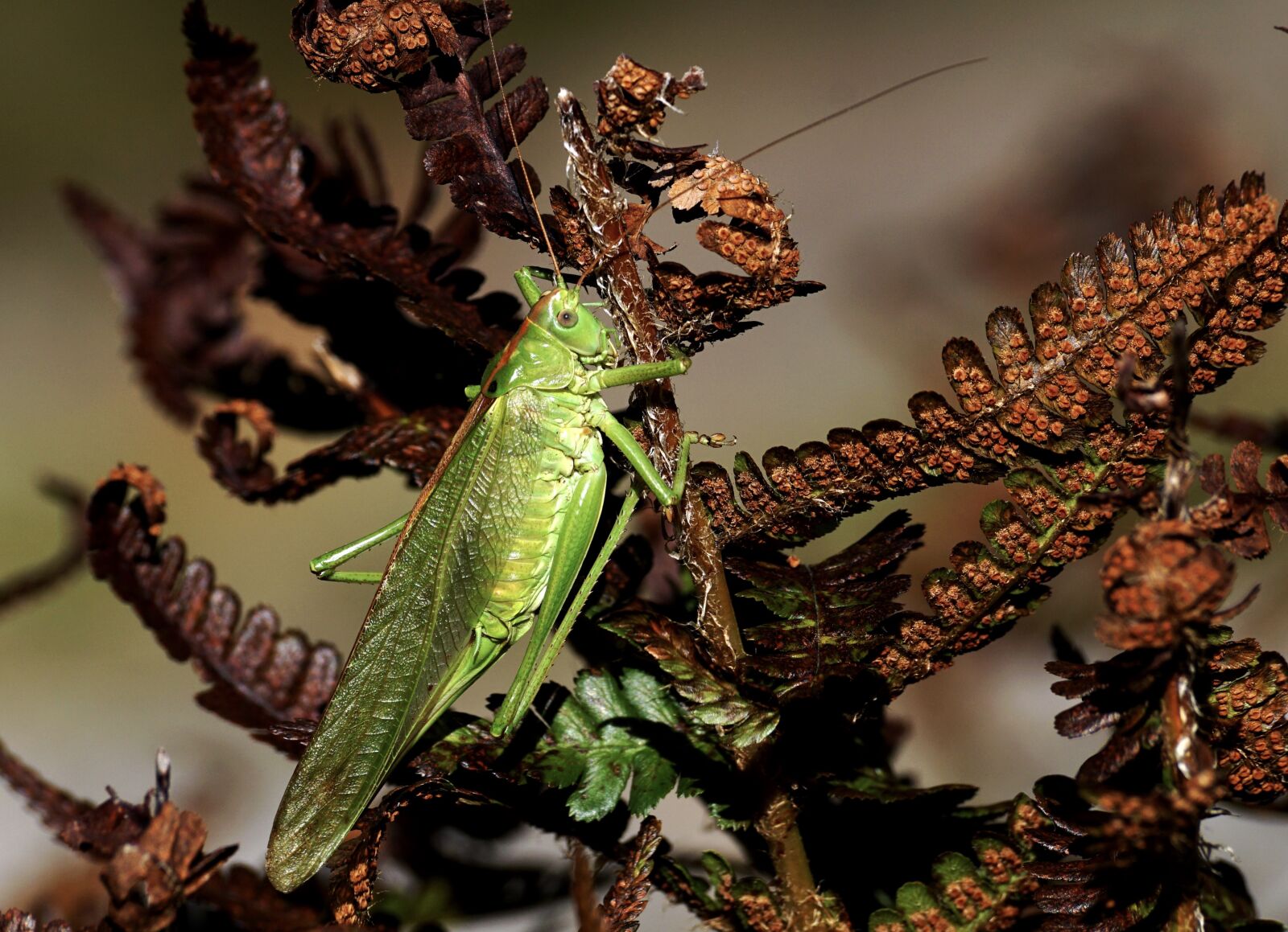 Sony DT 55-300mm F4.5-5.6 SAM sample photo. Grasshopper, insect, viridissima photography