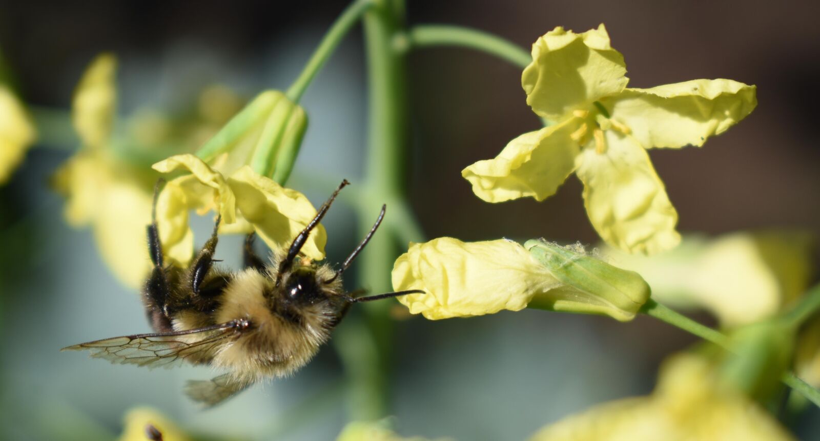 Nikon D5500 sample photo. Bee, bumblebee flower, yellow photography