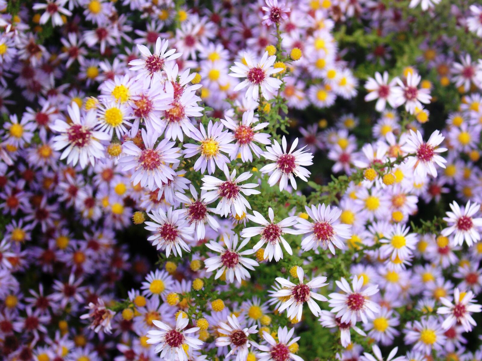 Nikon COOLPIX L320 sample photo. Flowers, garden, purple photography