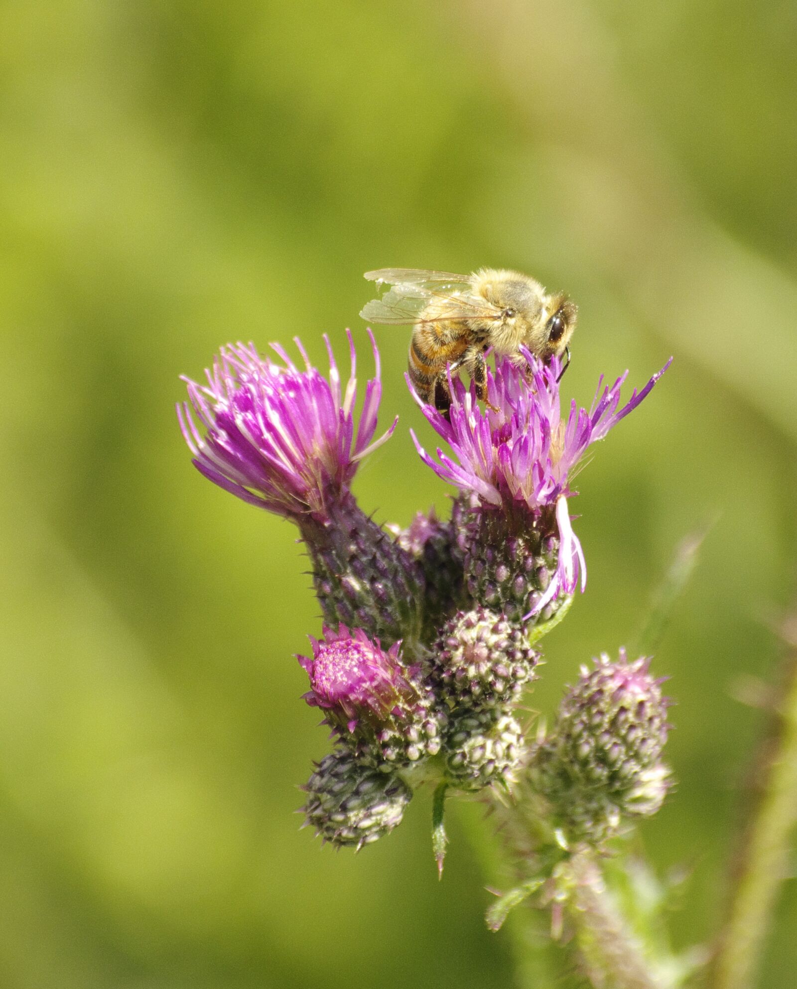 Pentax K-70 sample photo. Bee, thistle, summer photography