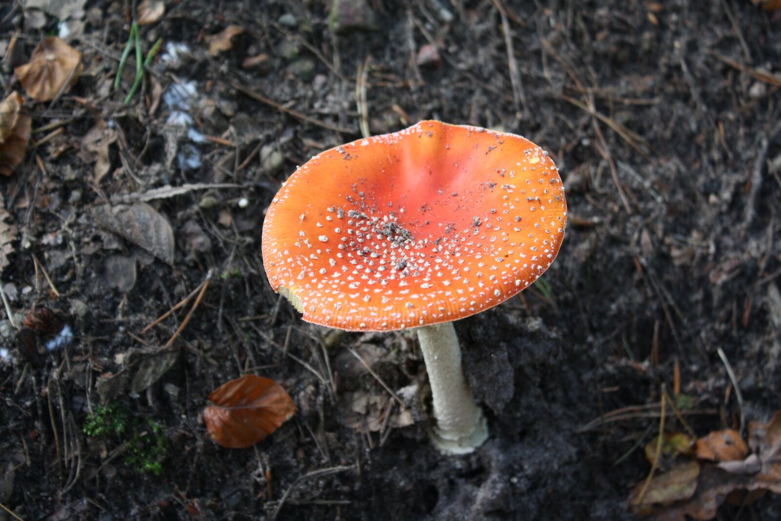 Canon EOS 1000D (EOS Digital Rebel XS / EOS Kiss F) sample photo. Fly agaric, forest, hamburg photography