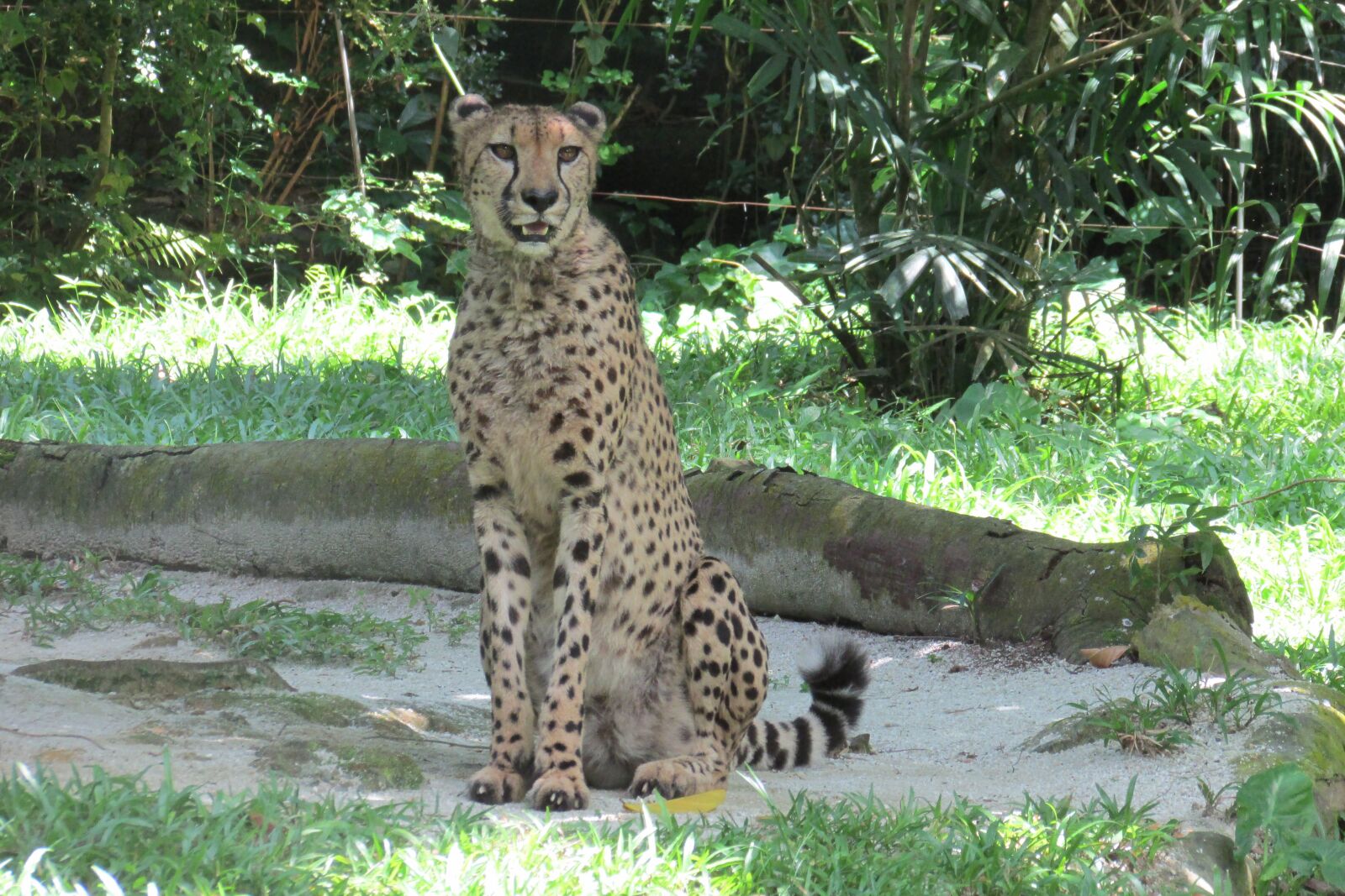 Canon PowerShot SX500 IS sample photo. Singapore zoo, cheetah, singapore photography