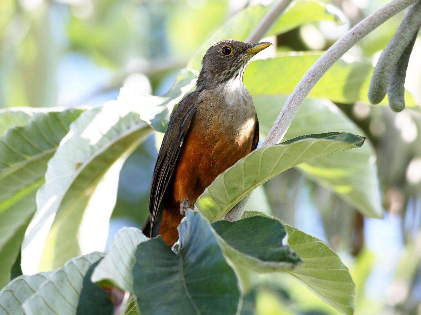 Canon EOS 5D Mark III sample photo. Creamy orange, bird, tropical photography