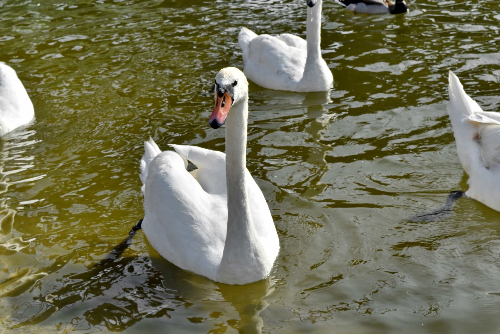 Nikon D5500 sample photo. Aquatic bird, swan, bird photography