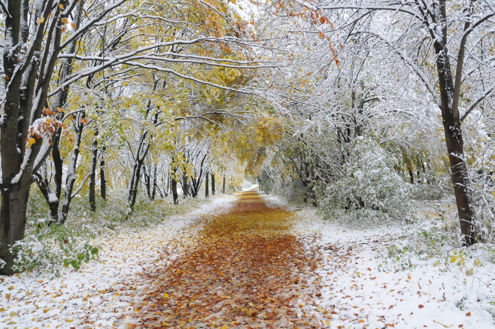 Nikon D300 sample photo. Forest, autumn, snow photography