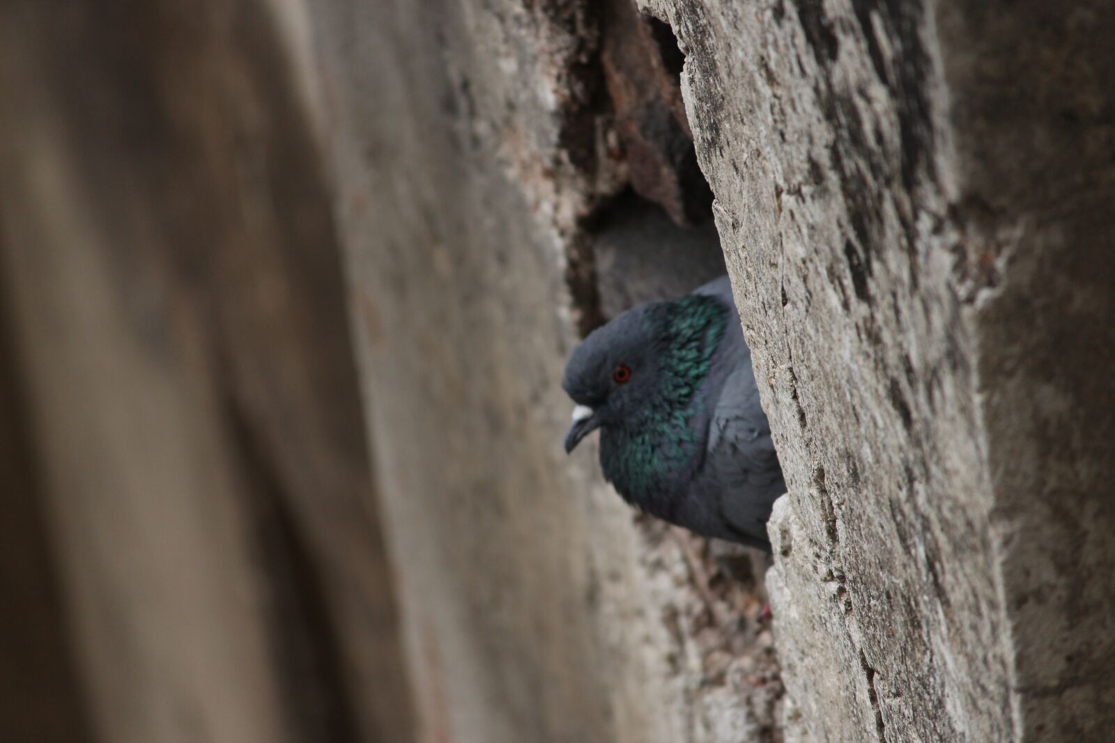 Canon EOS 700D (EOS Rebel T5i / EOS Kiss X7i) sample photo. Pigeon, architecture, skyscraper photography