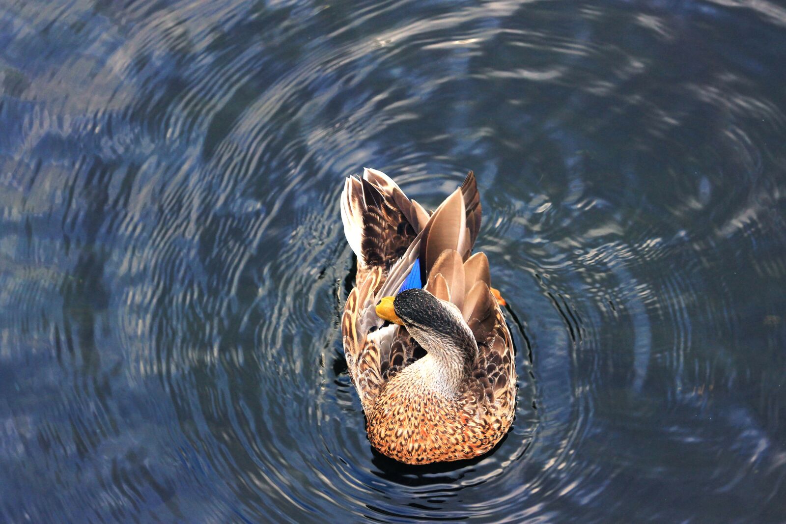 Canon EF75-300mm f/4-5.6 sample photo. Birds of new zealand photography