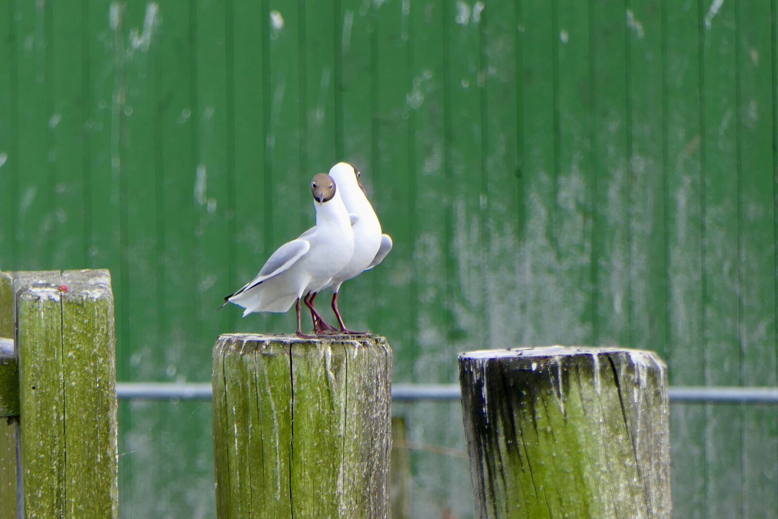 Panasonic Lumix DMC-FZ2500 (Lumix DMC-FZ2000) sample photo. Gull, bird, water bird photography