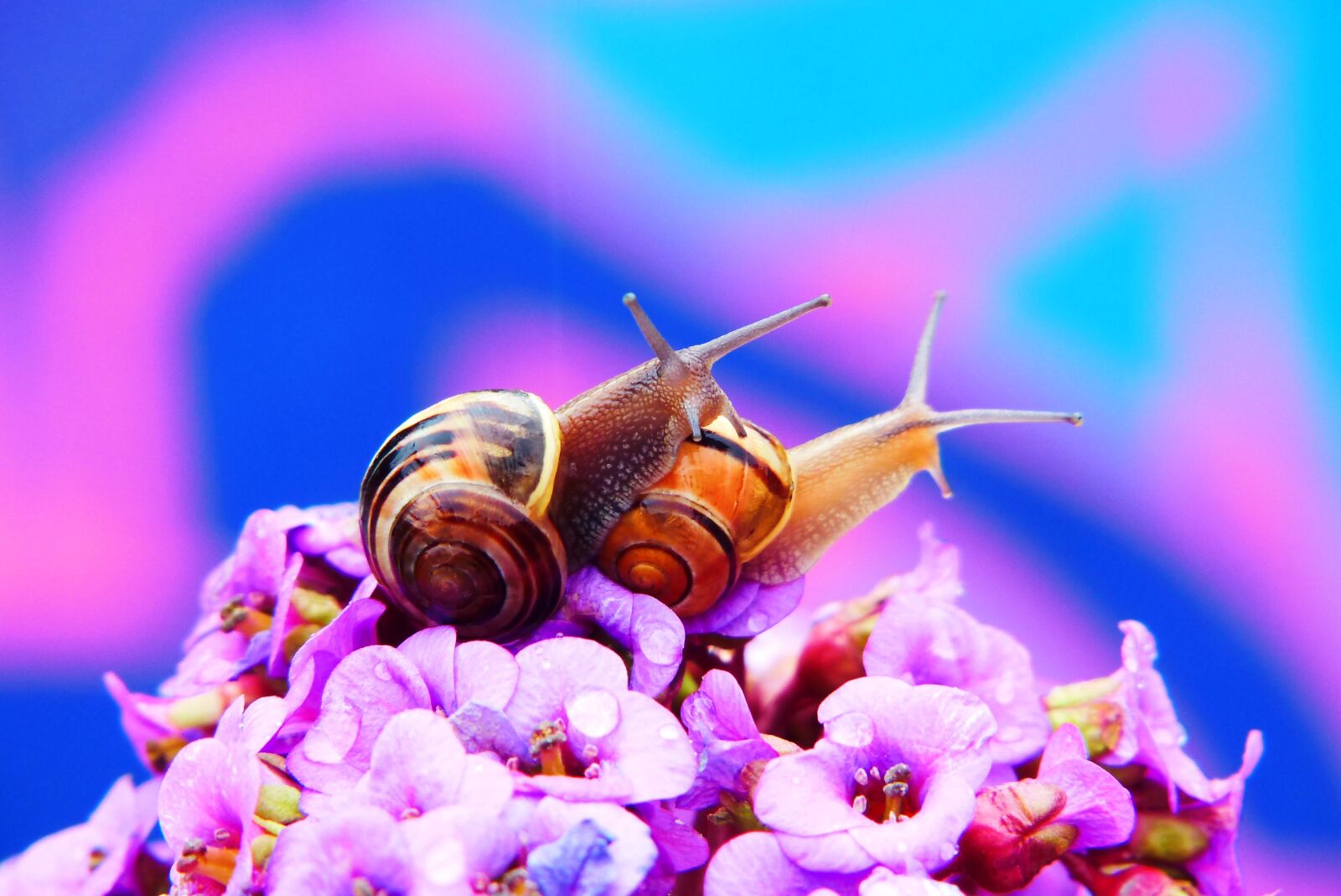 Panasonic Lumix DMC-FZ200 sample photo. Wst yki gajowe, molluscs photography