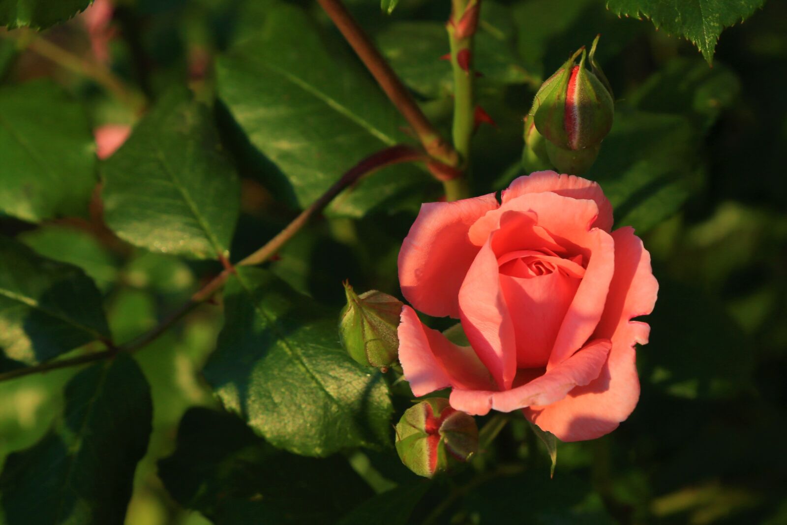 Canon EF 24-105mm F4L IS USM sample photo. Rose, spring, nature photography