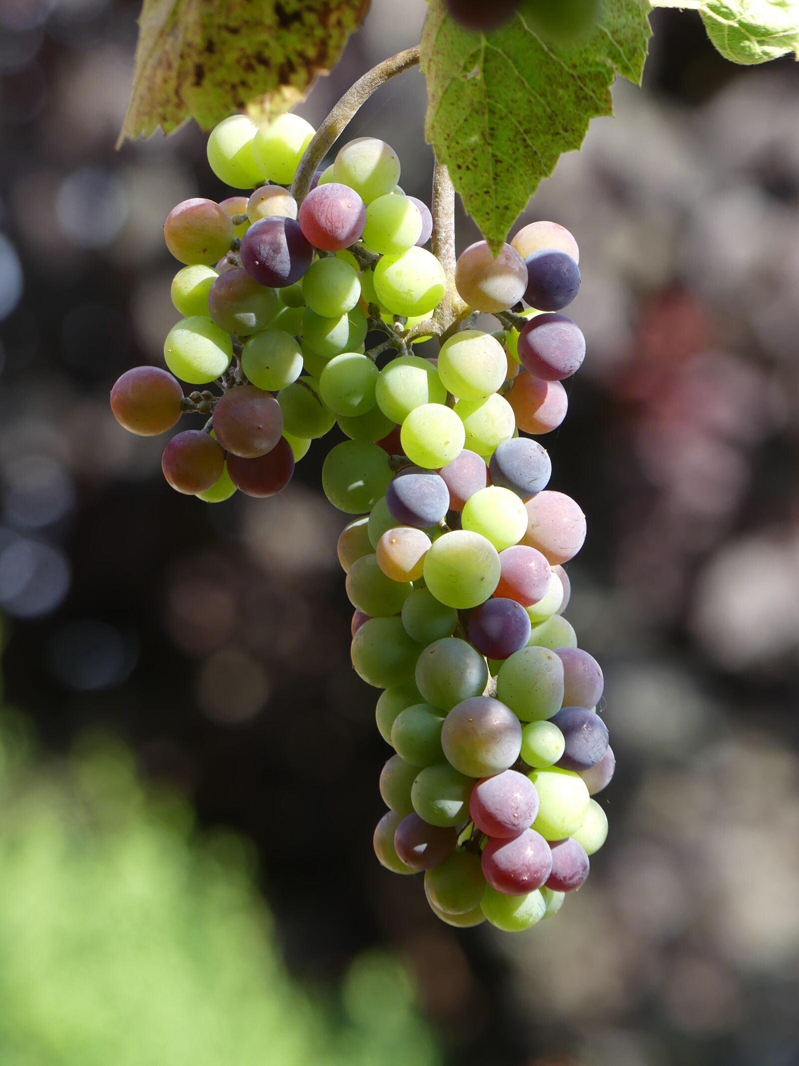 Panasonic Lumix DMC-FZ300 sample photo. Wine, grape, fruit photography