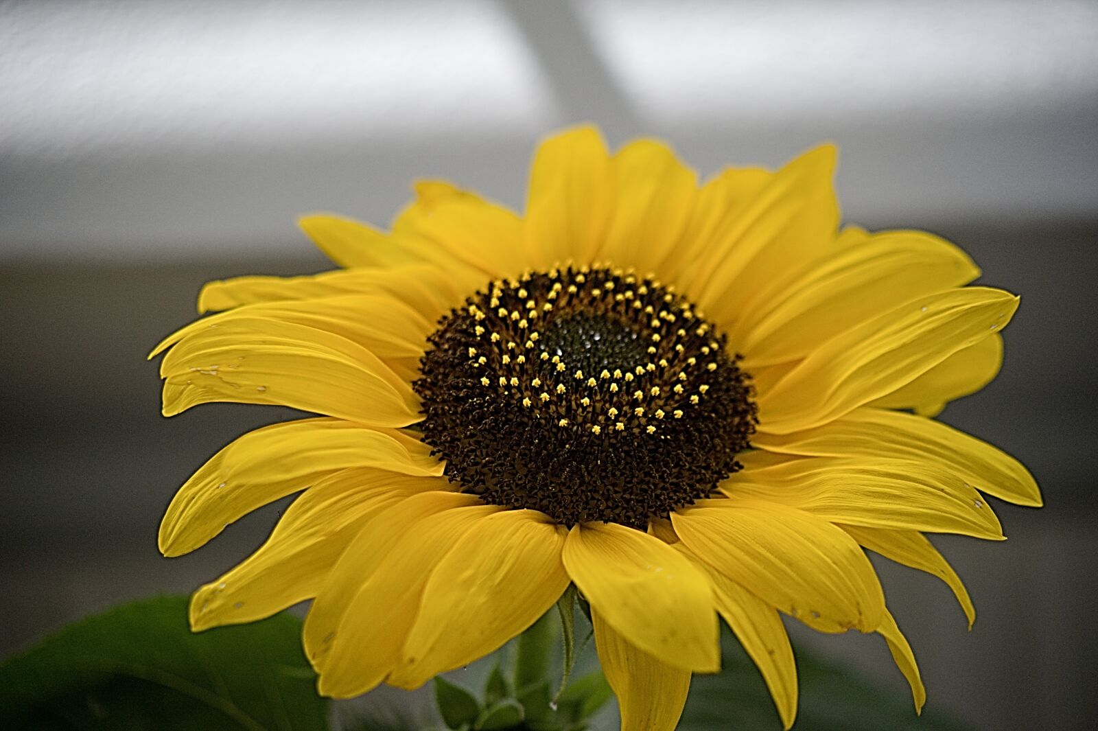Nikon D700 sample photo. Sunflower, garden, summer photography