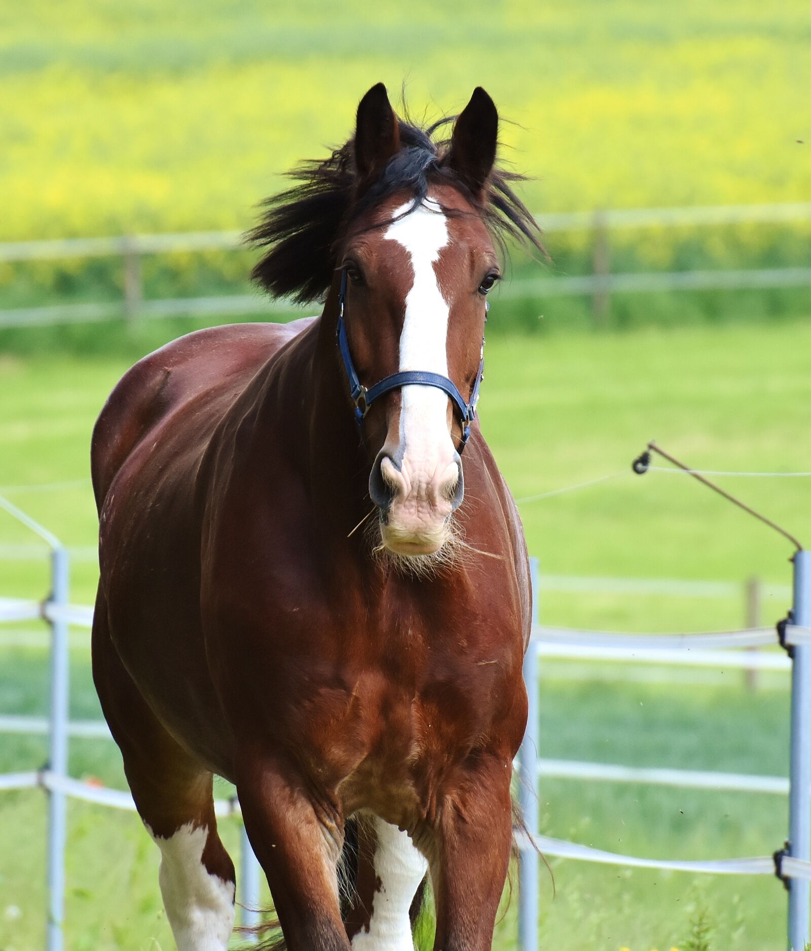 Nikon D7200 sample photo. Horse paddock, stallion, eat photography