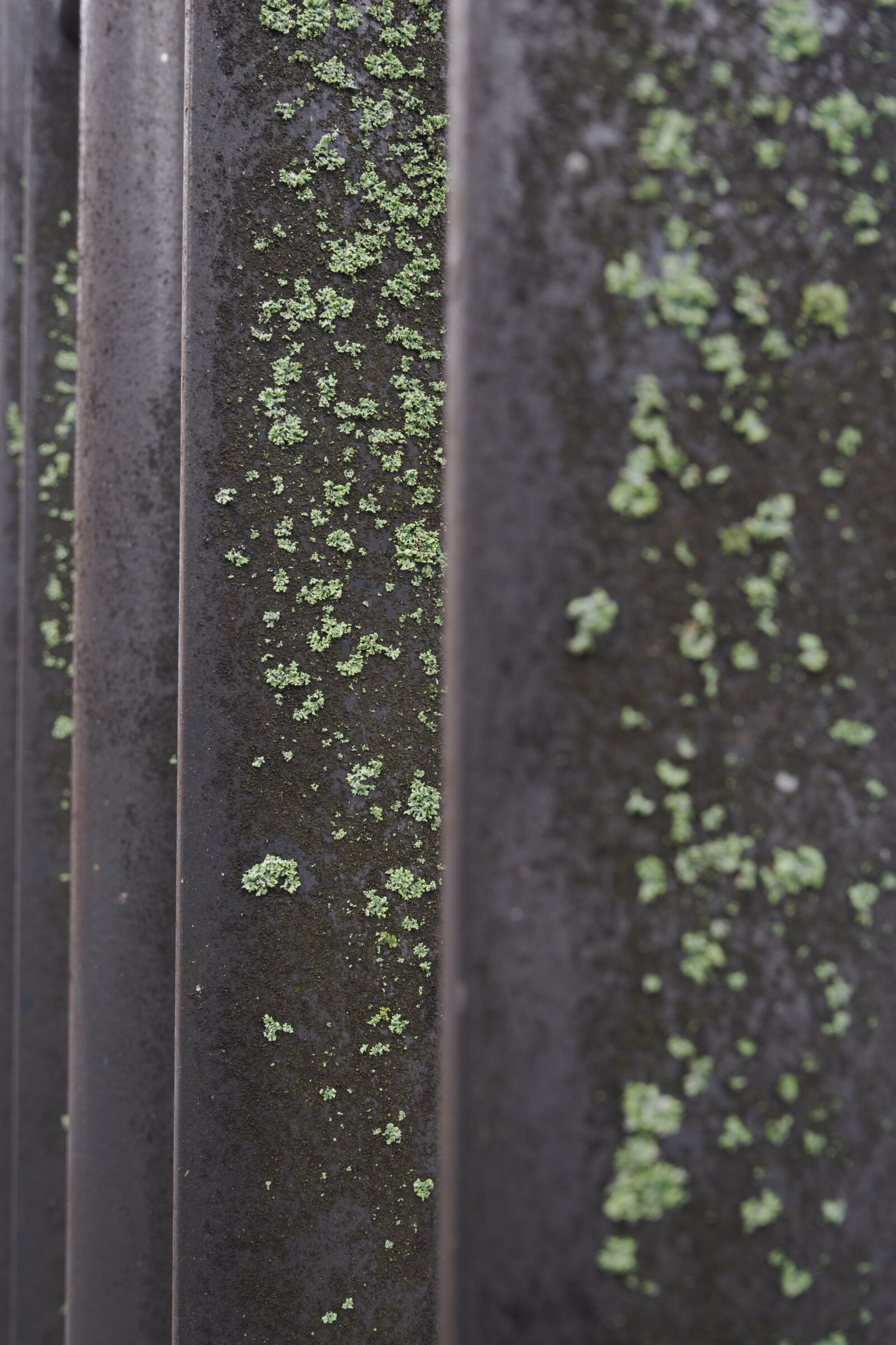 OM System OM-1 Mark II sample photo. Moss gate photography