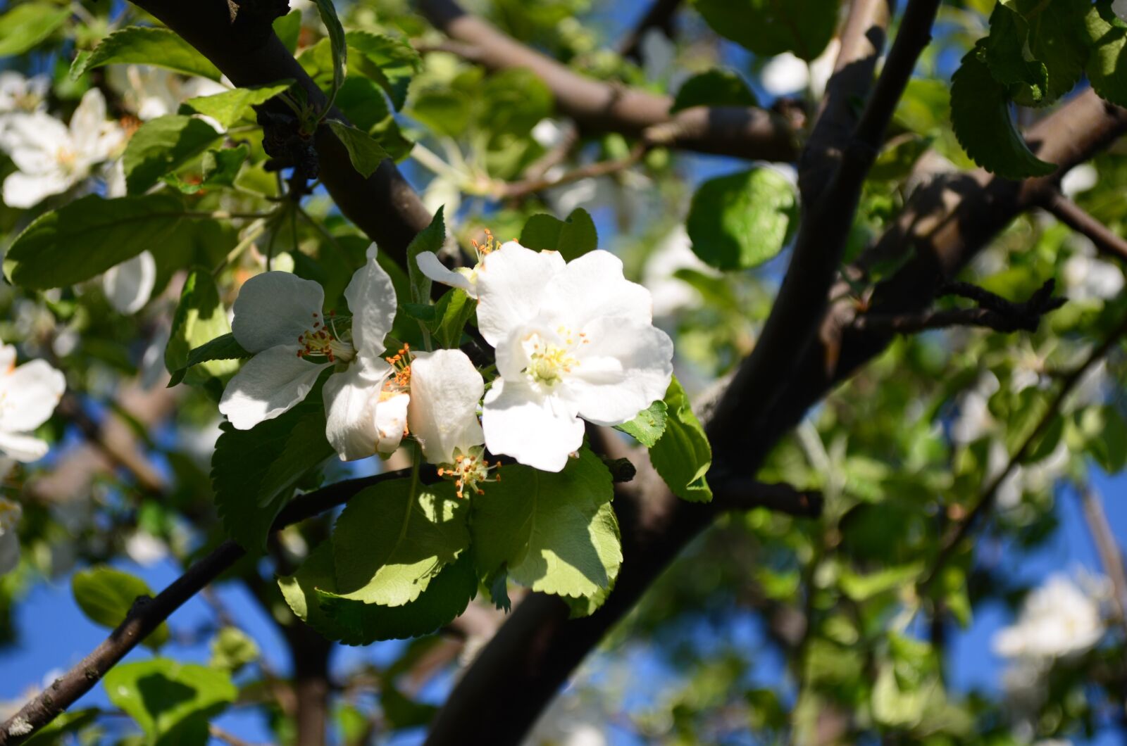 Nikon D5100 sample photo. Apple tree, blooms, branch photography