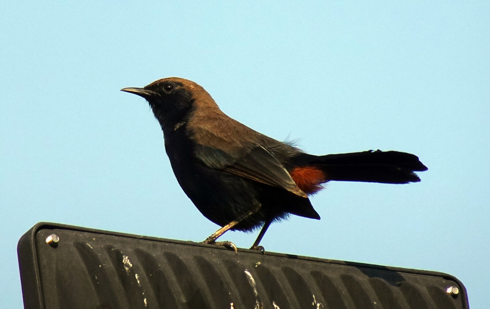 Sony DSC-WX800 sample photo. Bird, robin, indian robin photography