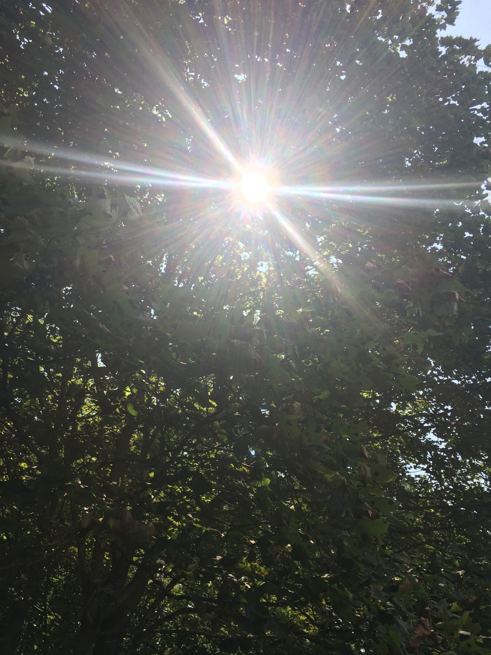 iPhone 6s Plus back camera 4.15mm f/2.2 sample photo. Sunlight, sun, trees photography