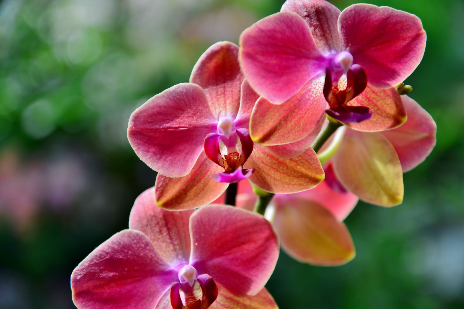 Nikon D600 sample photo. Orchid, flower, flowers photography