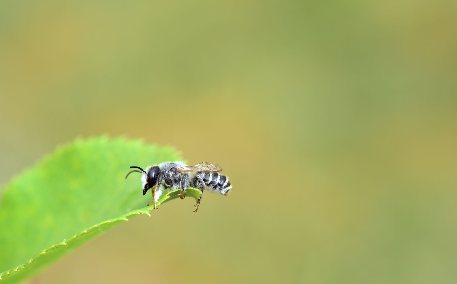 Nikon D750 sample photo. Bee, rosenblatt, plant photography