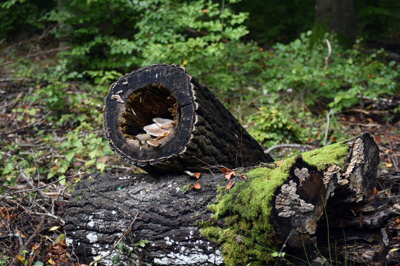 Nikon D3400 sample photo. Mushrooms, nature, forest photography