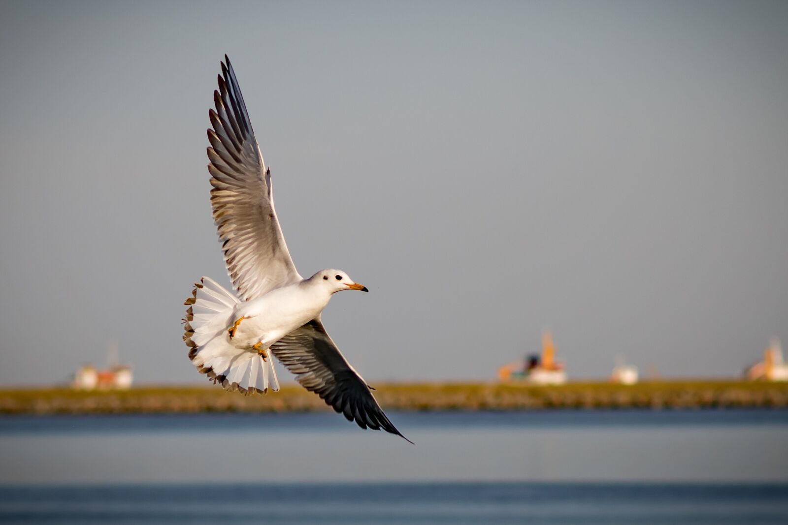 Nikon D850 sample photo. Birds, body of water photography