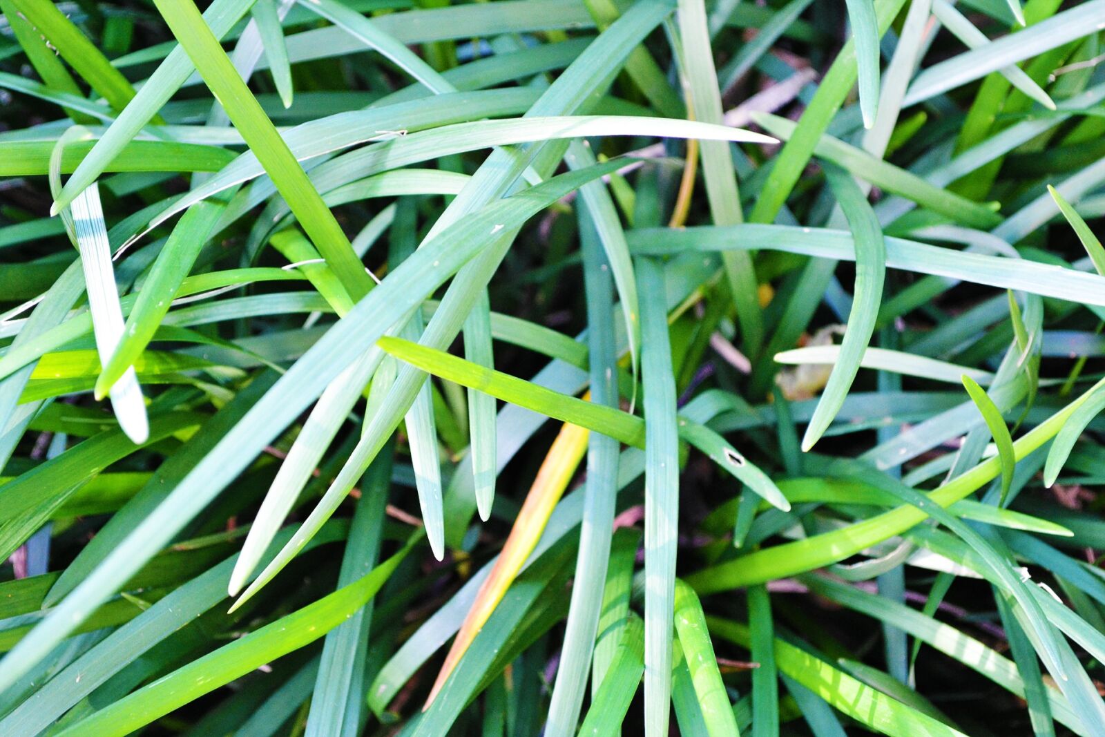 Nikon D3100 sample photo. Grass, abstract, nature photography