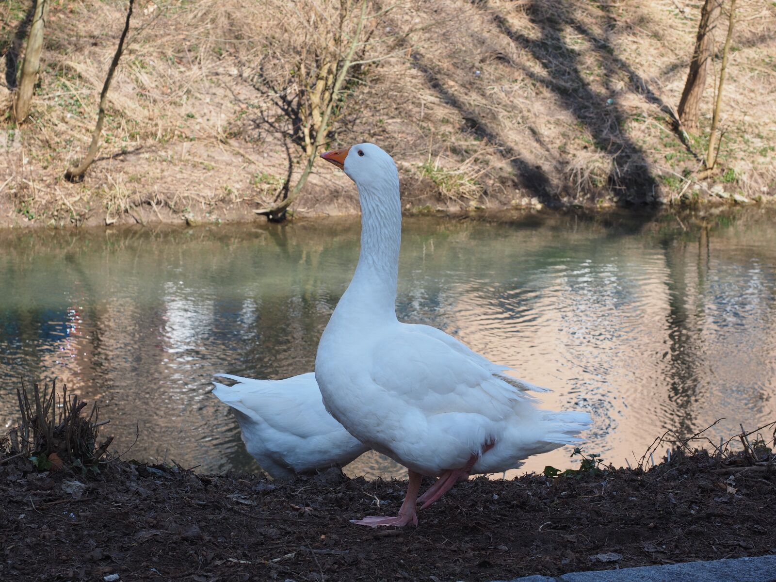 Olympus OM-D E-M1 + Olympus M.Zuiko Digital ED 12-40mm F2.8 Pro sample photo. Geese, animals, white photography
