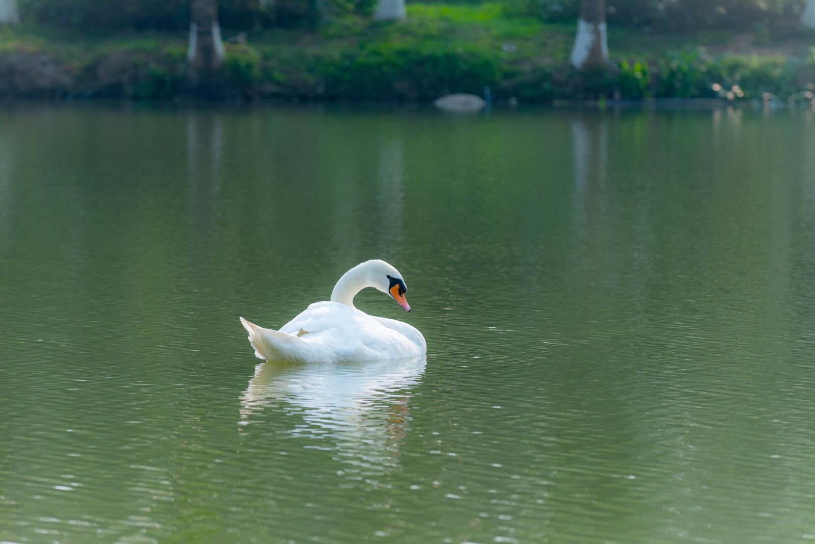 Nikon D810 sample photo. Swan, outdoor, water photography