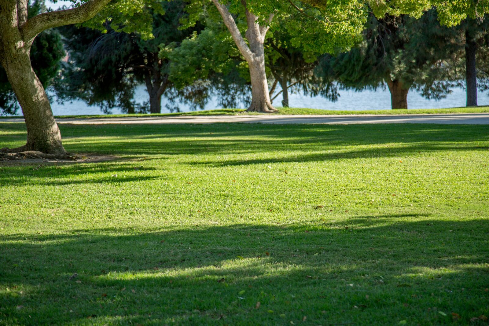 Canon EF 24-105mm F4L IS USM sample photo. Earth, tree, grass photography