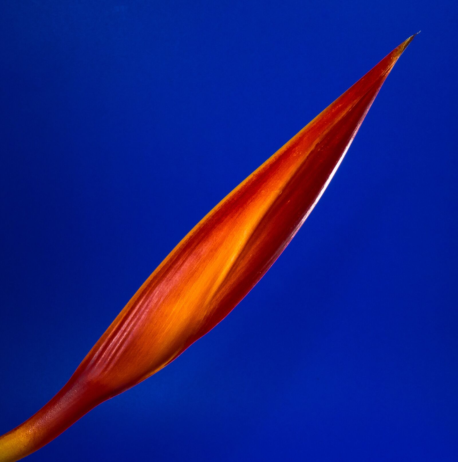 Fujifilm X-S1 sample photo. Strelitzia, blossom, bloom photography
