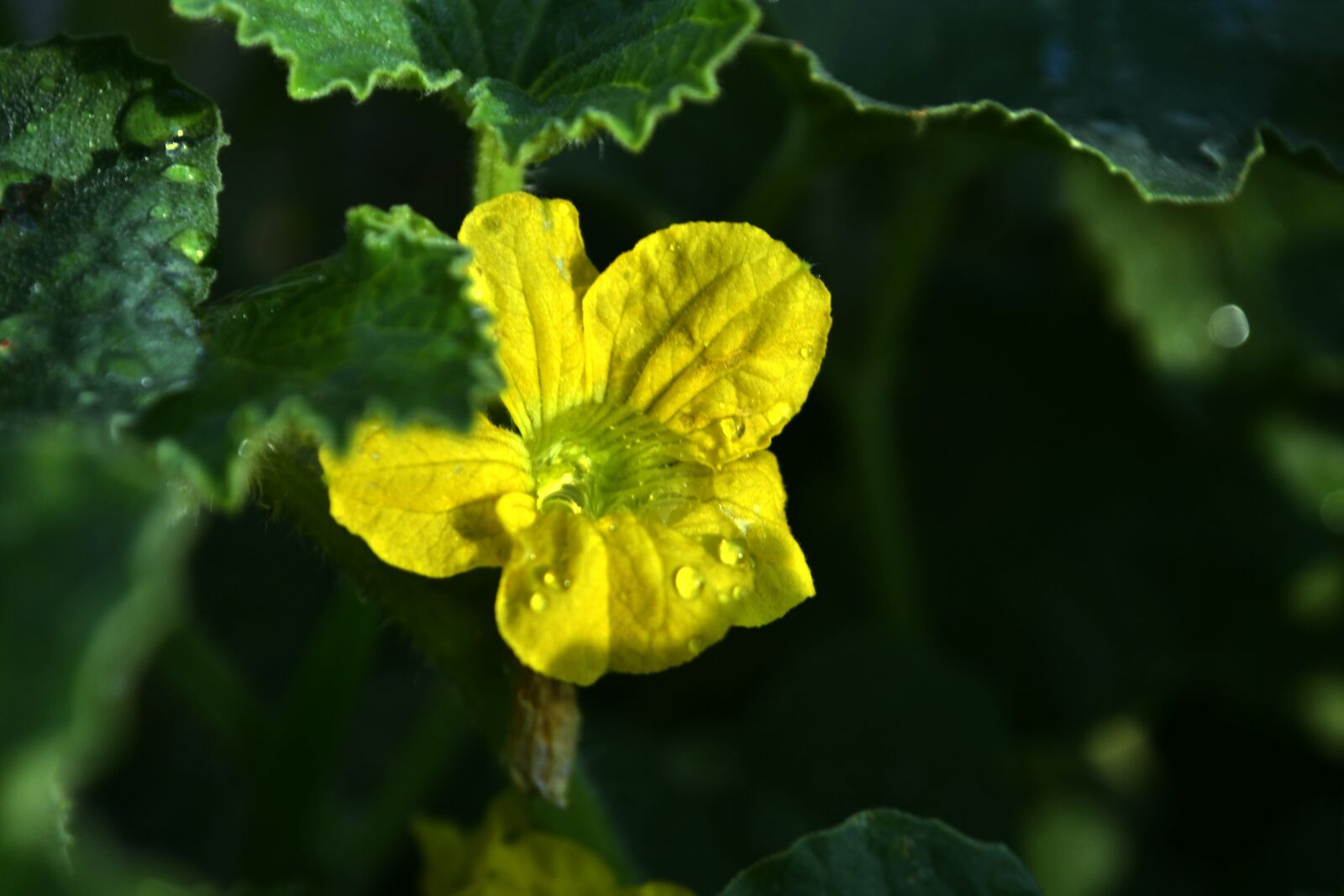 Nikon D3100 sample photo. Flower, bloom, yellow photography