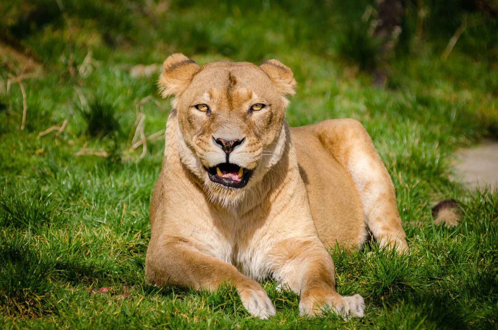 Nikon D7000 sample photo. Animal, big cat, grass photography