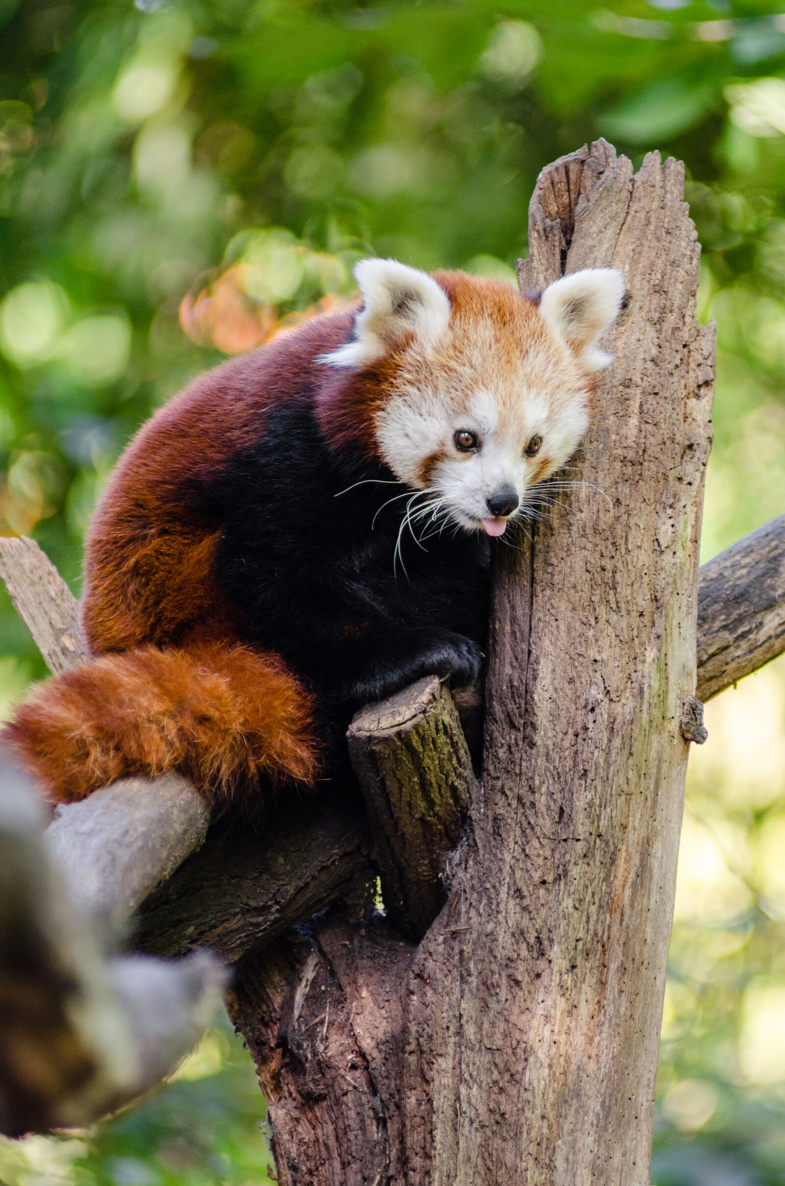AF Zoom-Nikkor 80-200mm f/2.8 ED sample photo