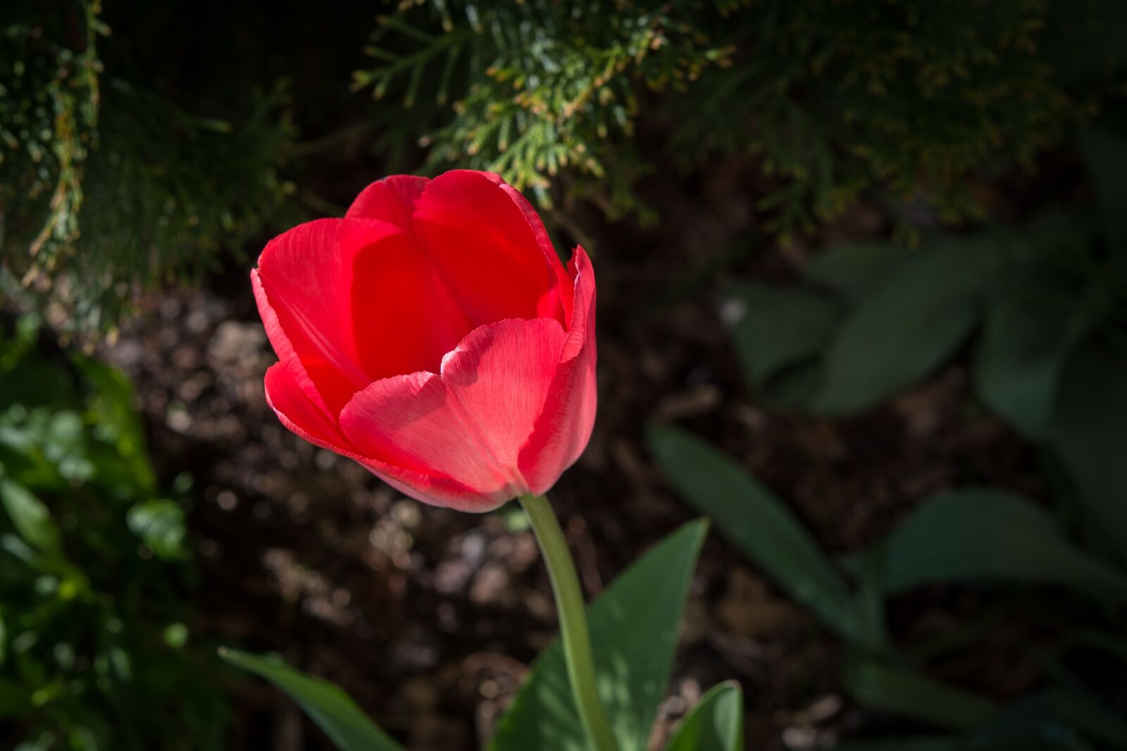 Nikon D7100 sample photo. Tulip, red, red tulip photography