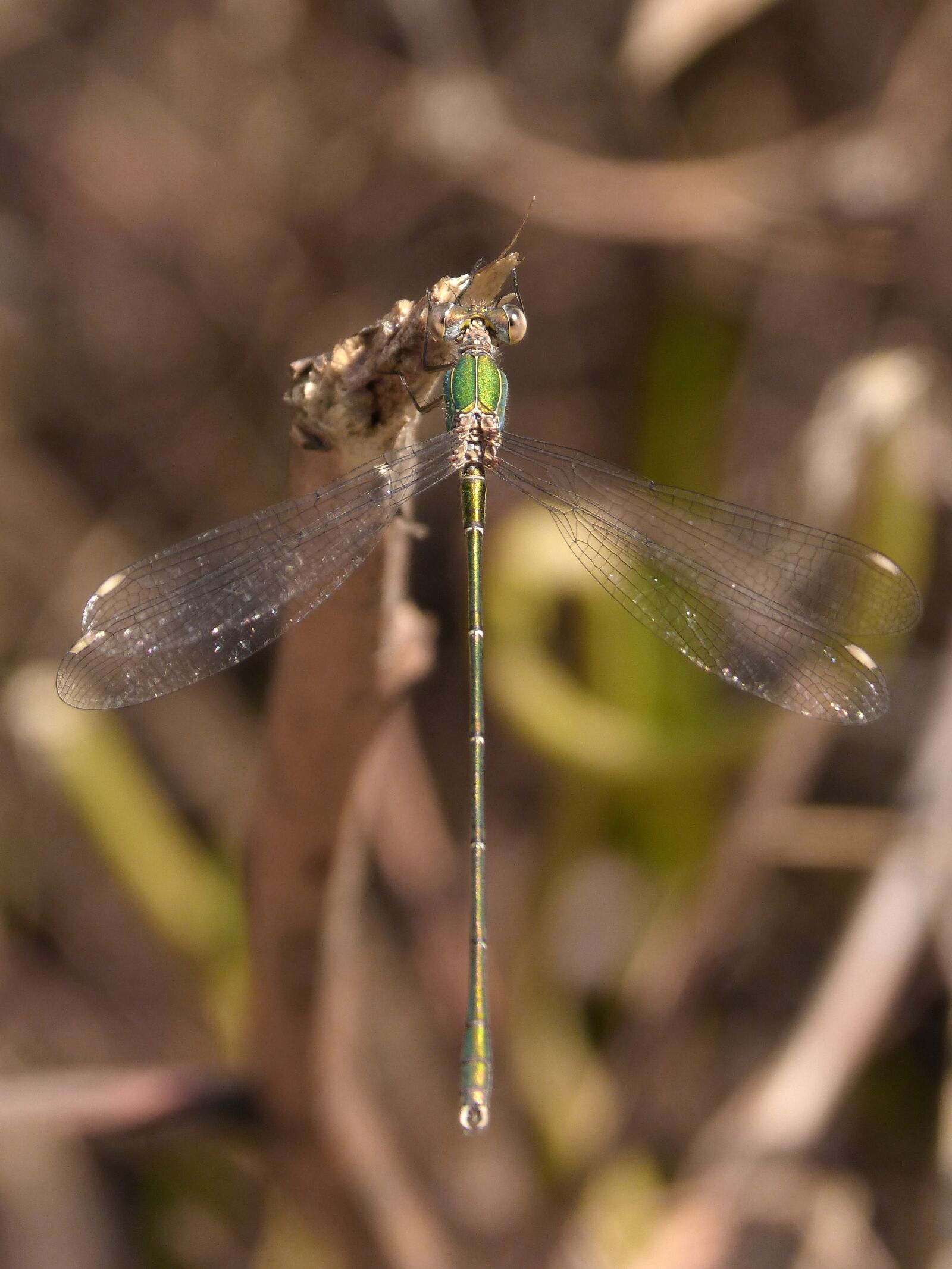 Panasonic DMC-FZ62 sample photo. Dragonfly, damselfly, green dragonfly photography