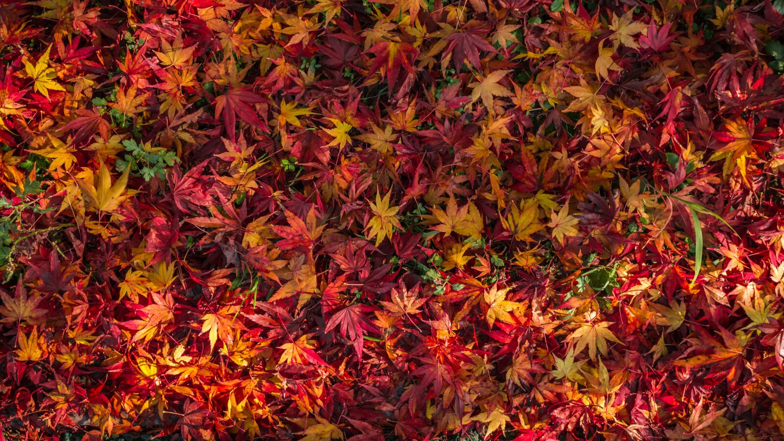 Sony E 30mm F3.5 Macro sample photo. Leaves, autumn leaves, autumn photography