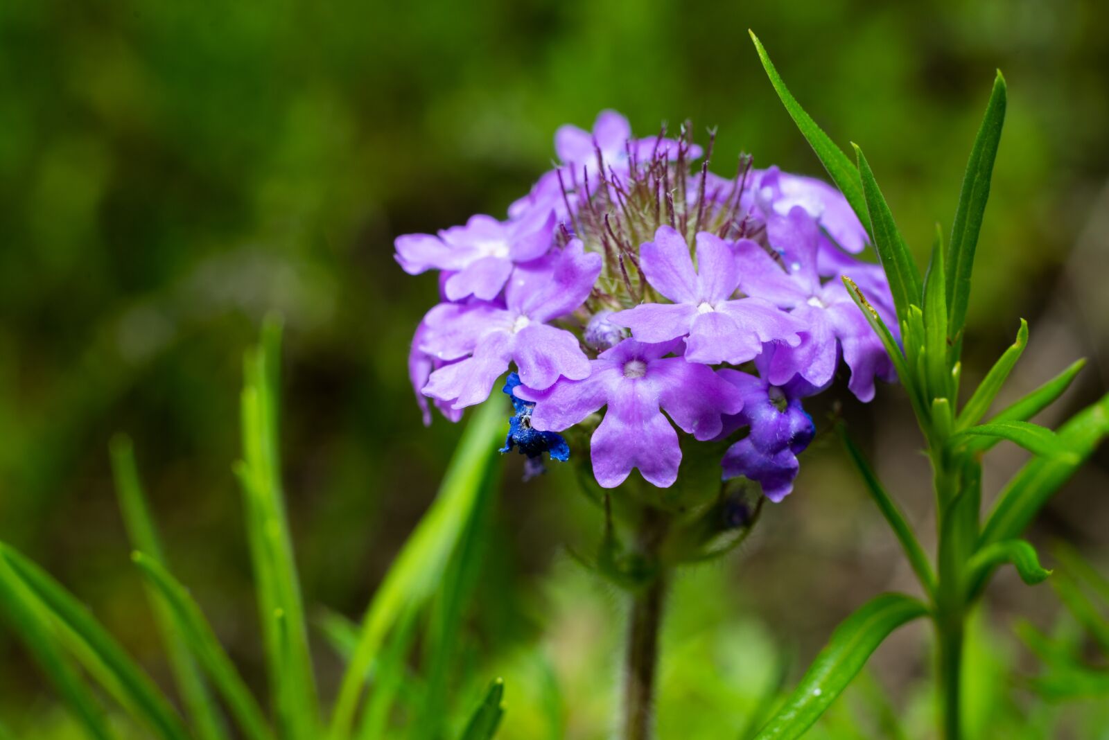 Sony a7 II + Sony FE 50mm F1.8 sample photo. Flowers, texas, outdoor photography