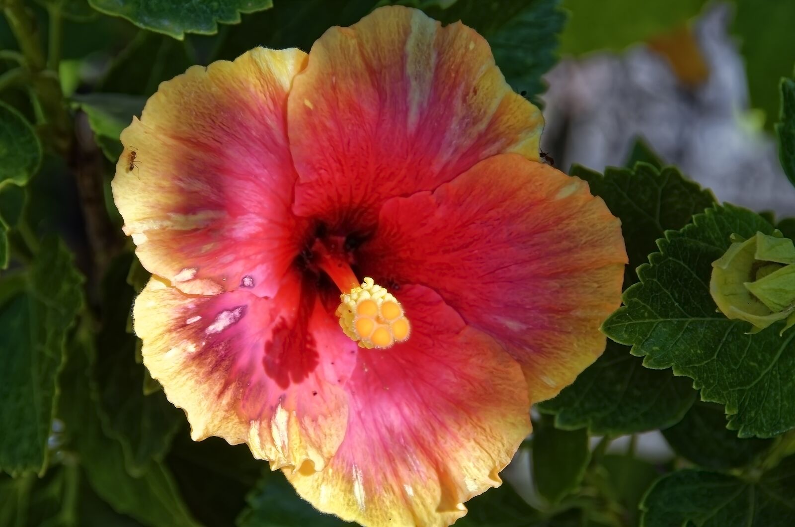 Nikon D7000 sample photo. Flower, blossom, bloom photography