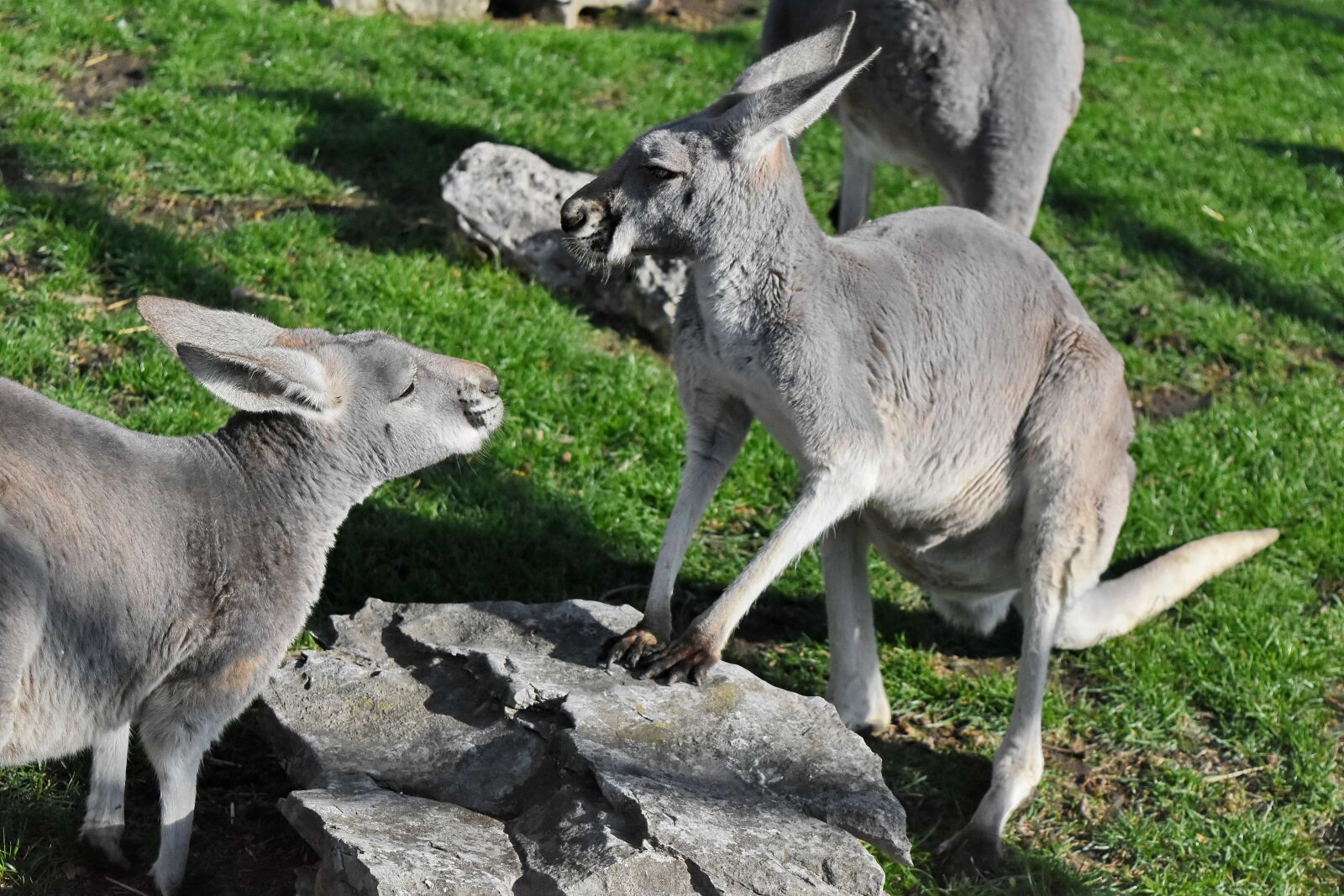 Nikon D5500 sample photo. Grey, kangaroo, wildlife, animal photography
