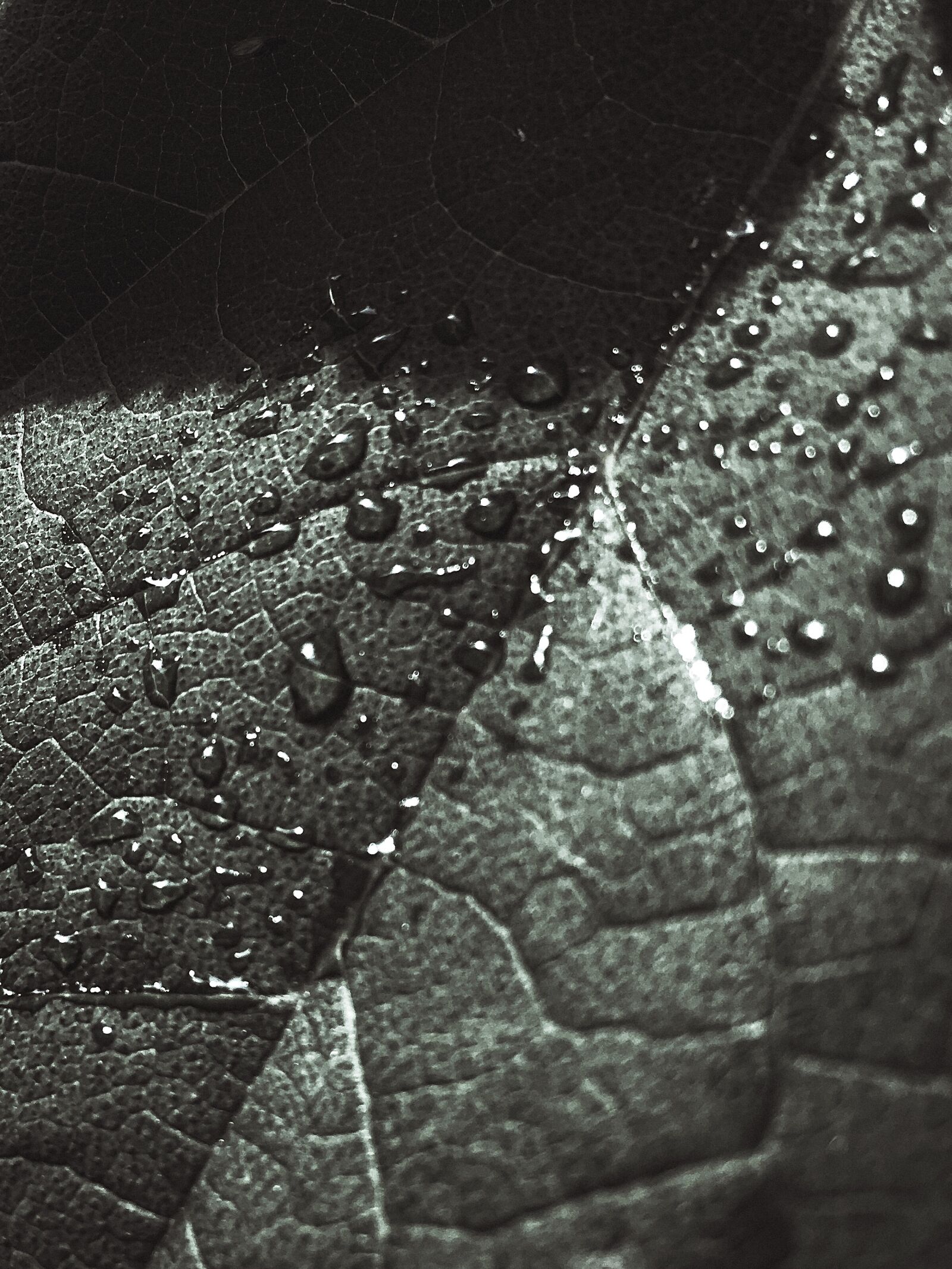 Apple iPhone 6s Plus sample photo. The leaves, water droplets photography
