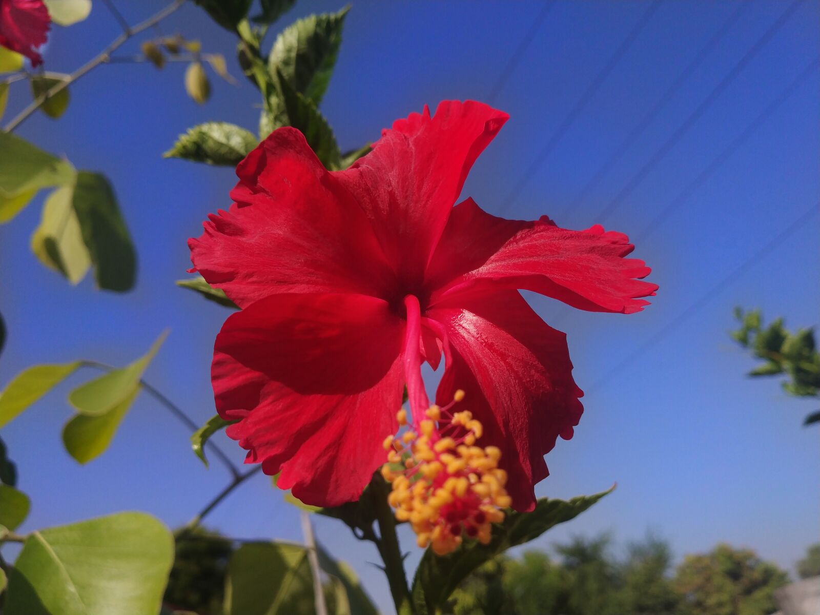Xiaomi Redmi Note 5 Pro sample photo. Thanks giving, greeting, flowers photography